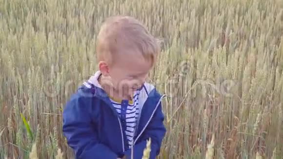 快乐的小男孩在阳光明媚的日子里带着小麦去野外小农场主的概念视频的预览图
