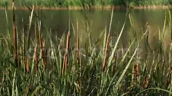 田野上高大的香蒲草湖水前的草本植物被强风吹过被视频的预览图