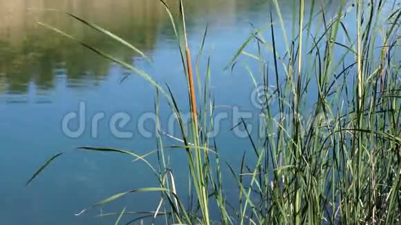 田野上高大的香蒲草的细节湖前草本植物被强风吹过视频的预览图