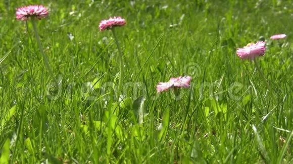 草里粉嫩的春花视频的预览图