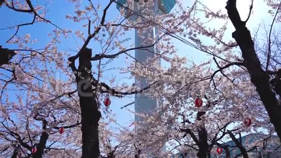 高丽阁公园塔春季樱花盛开阳光明媚视频的预览图