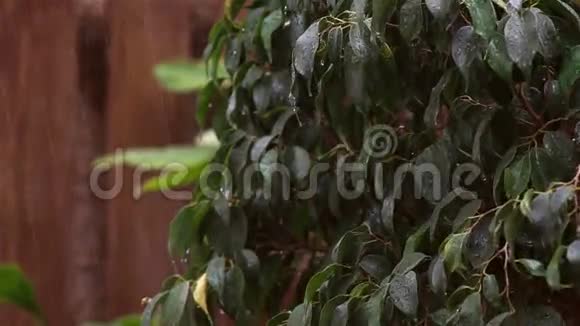 雨落在贝纳贾米纳的深绿色叶子上一阵强风搅动着树叶雨滴落下视频的预览图
