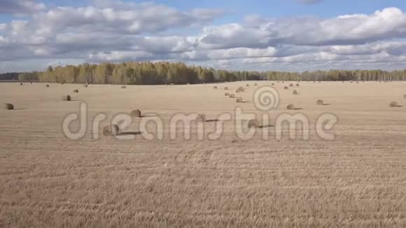 干草堆上的稻草收割小麦后秋天农场风景与干草堆空中镜头视频的预览图