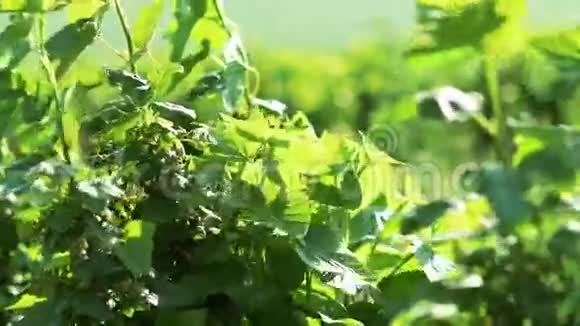 靠近醋栗灌木浆果随风移动慢动作视频的预览图