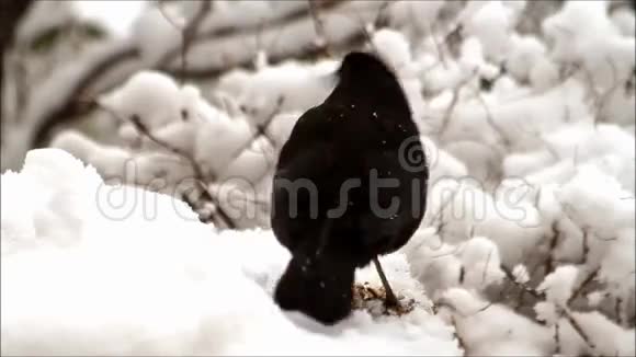 黑鸟Turdusmerula以雪为食视频的预览图