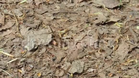 勤劳的蚂蚁奔跑拖着一片叶子视频的预览图