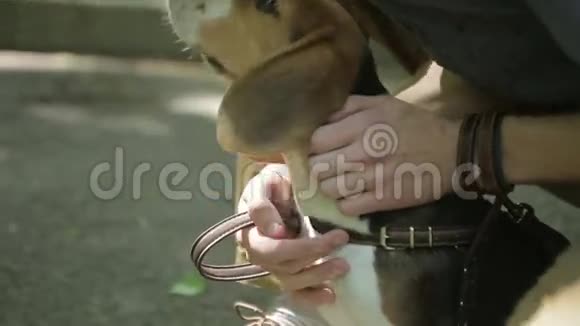 年轻人和他的狗在夏天公园散步男人拍拍狗视频的预览图