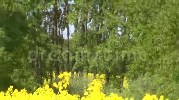 种子田在森林边开花视频的预览图