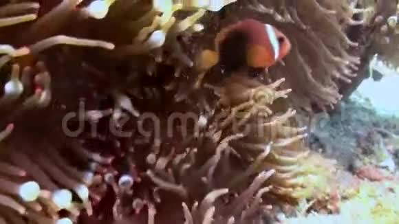 在珊瑚礁的斜坡上海中的小丑鱼视频的预览图
