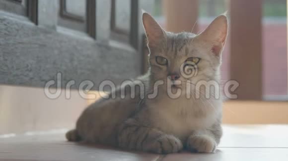 漂亮的猫在露台上放松视频的预览图
