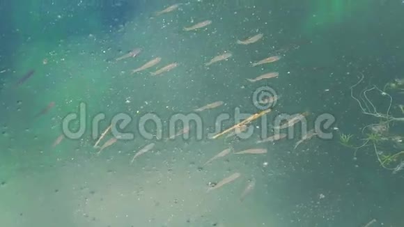 结晶水中的鱼慢动作视频的预览图