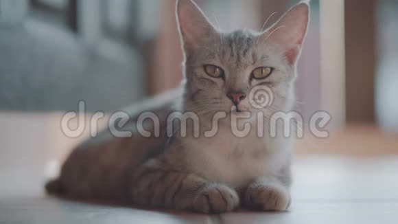 漂亮的猫在露台上放松视频的预览图