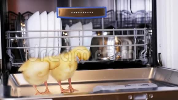 特写两只小黄鸭坐着走在洗碗机里坐在盘子里一个平底锅放在篮子里在视频的预览图