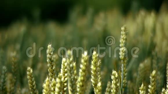 农村的小麦玉米视频的预览图