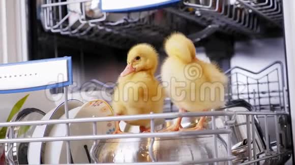 特写两只小黄鸭坐着走在洗碗机里坐在盘子里一个平底锅放在篮子里在视频的预览图
