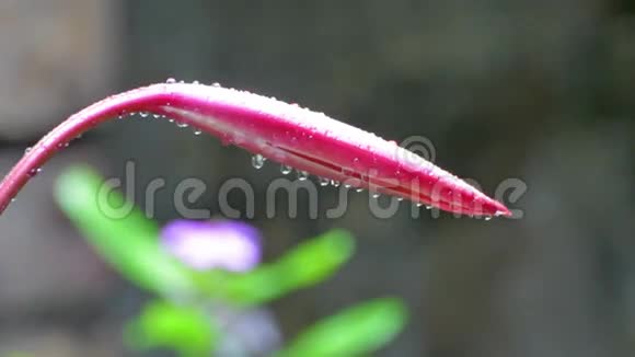 雨滴落在粉红色和白色百合花植物上视频的预览图