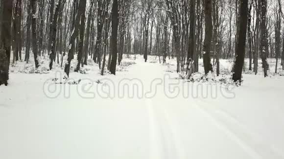 冬天在森林里散步冬天的森林小径视频的预览图