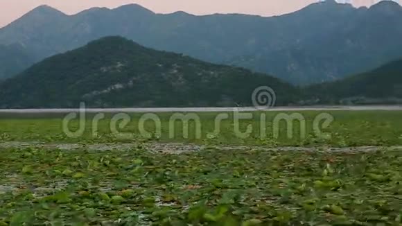 斯卡达尔湖日落睡莲的种植视频的预览图