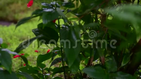 热带花卉的特写美丽的热带背景红色和绿色背景热带背景低自由度4K视频的预览图