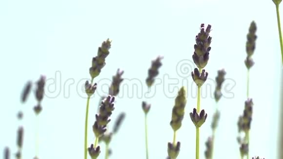 美丽绽放的薰衣草花朵视频的预览图