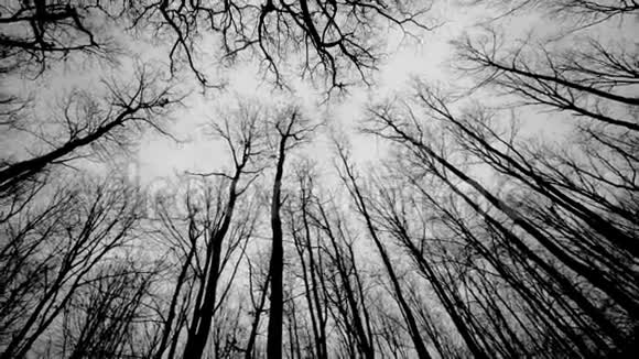 林与树黑与白视频的预览图