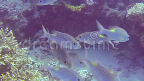 浅珊瑚礁上方游动的热带鱼视频的预览图