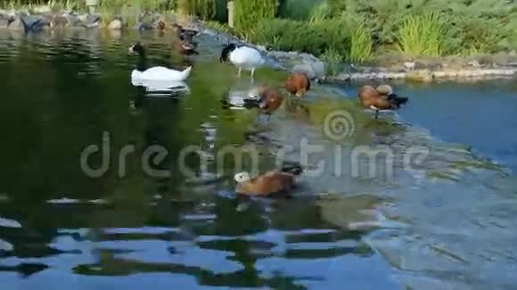 黑颈天鹅和池塘里的红鸭视频的预览图