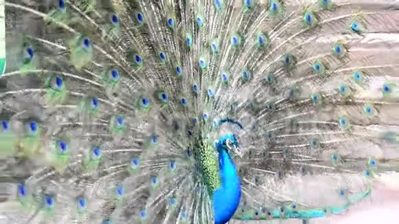 有羽毛的美丽孔雀的肖像孔雀的特写展示了它美丽的羽毛视频的预览图