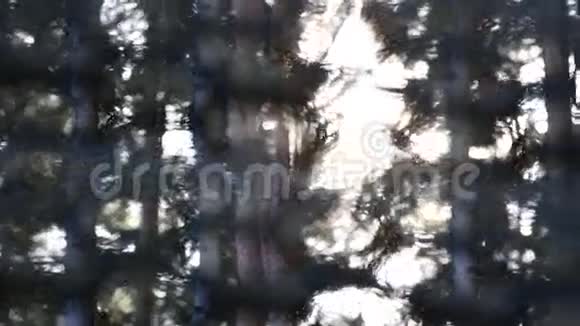 新绿针叶树枝带太阳和耀斑的抽象背景视频的预览图