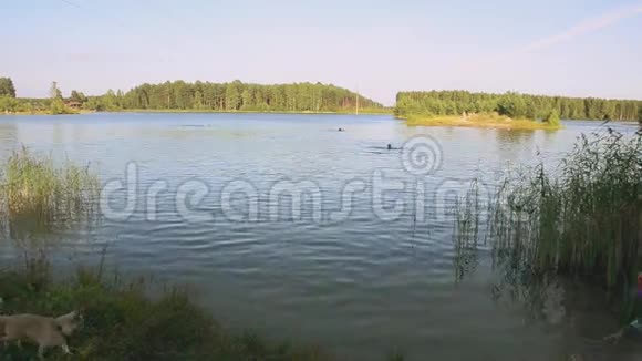 夏天阳光明媚人们在绿林里游泳自然小狗来喝水视频的预览图