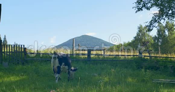 牛在山里的草地上吃草视频的预览图