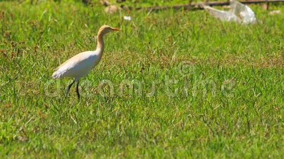 公园草地上长颈白鸟漫步视频的预览图