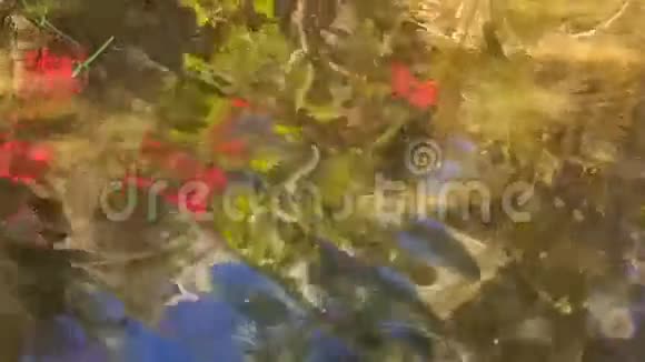 相机从反射的天空移动到沙迪的鱼视频的预览图