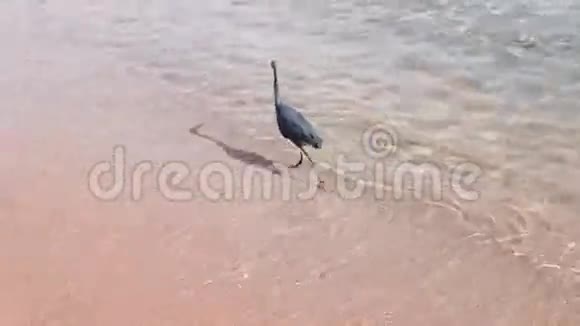 海鸟在岸边钓鱼视频的预览图