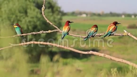 五种颜色的鸟坐在树枝上视频的预览图