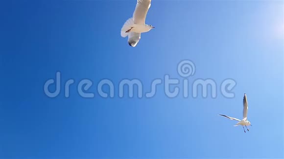 海鸥在天空的背景上慢动作大海鸥在背景上没有多云的天空视频的预览图