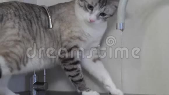 蓝眼睛的浅条纹猫从厨房的水龙头里喝水视频的预览图