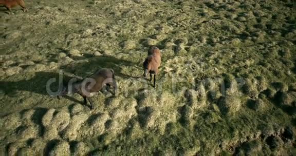在冰岛熔岩上行走的马的空中景色在绿色草地上放牧的野生动物视频的预览图