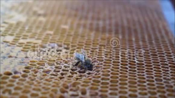 蜜蜂采蜜视频的预览图