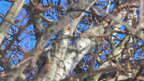 蓝天前的树枝树枝上的鸟树鸟视频的预览图