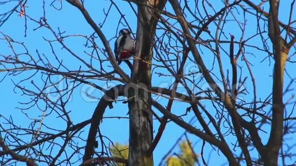 啄木鸟在敲树蓝天上干枯的树枝干树上的鸟视频的预览图