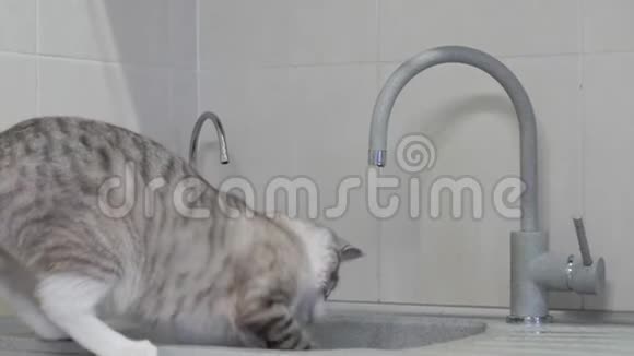 蓝眼睛的浅条纹猫从厨房的水龙头里喝水视频的预览图