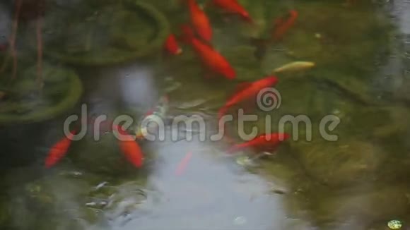 水里的鱼池塘里的红鱼学校关门视频的预览图