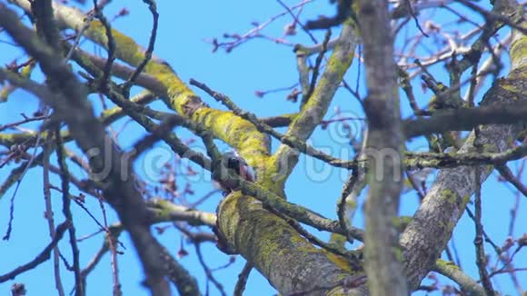 鸟从树上飞走了一只长着斑点的啄木鸟视频的预览图