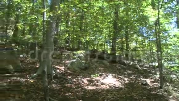 沿自然步道的树木及岩石二选一视频的预览图