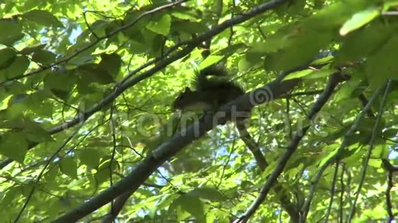 松鼠在树中抽动尾巴2分之一视频的预览图