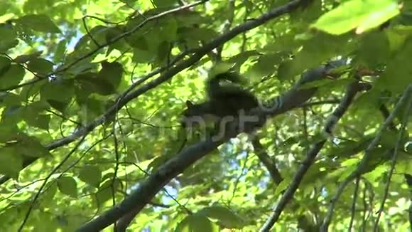 松鼠在树中抽动尾巴2视频的预览图