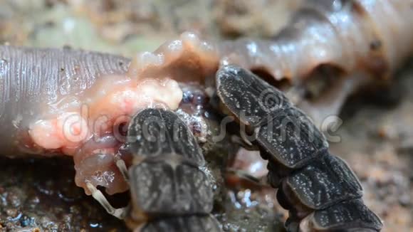 吃蚯蚓的虫子高清视频的预览图
