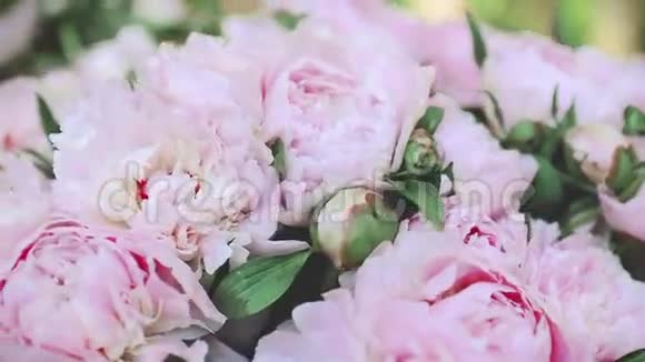 柔和色彩的美丽粉红牡丹和背景的蓝色牡丹视频的预览图