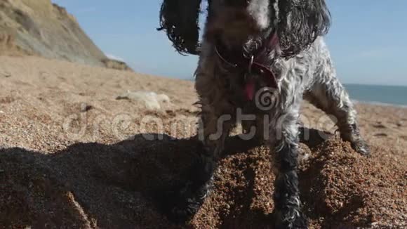 科克斯帕尼尔在多塞特海滩上挖了一块石头视频的预览图